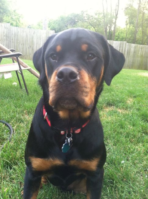 Show me your puppies!