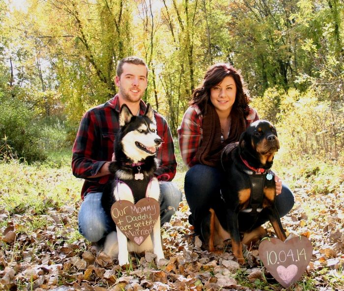 Pets in the STDs