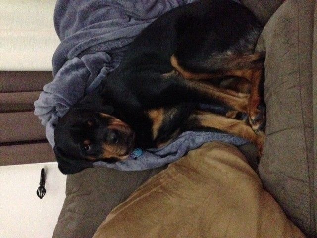 NWR:  Fur Babies