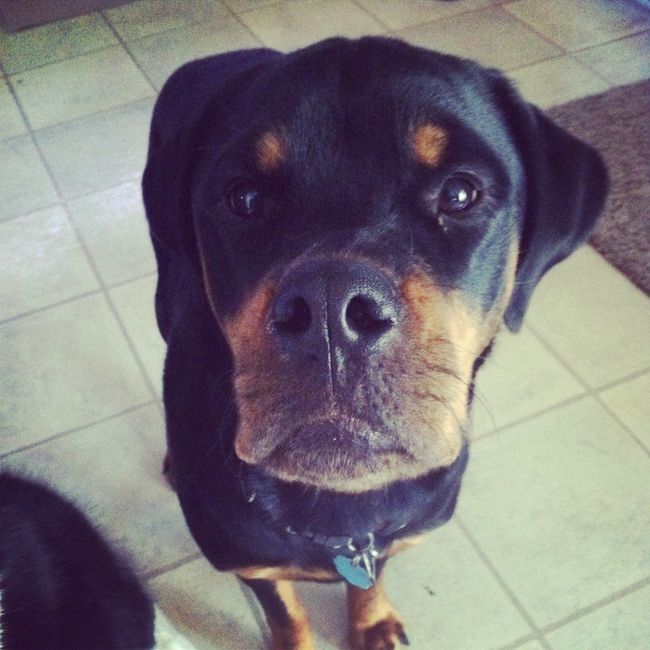 We havent had a pet post in a minute.