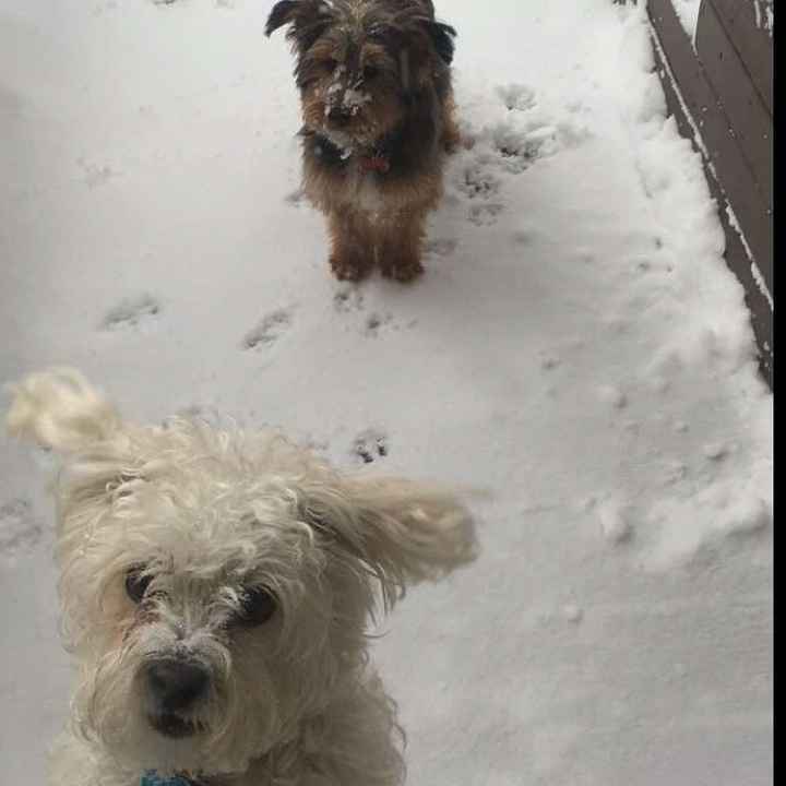 NWR: Puppybowl! And Fur Babies!