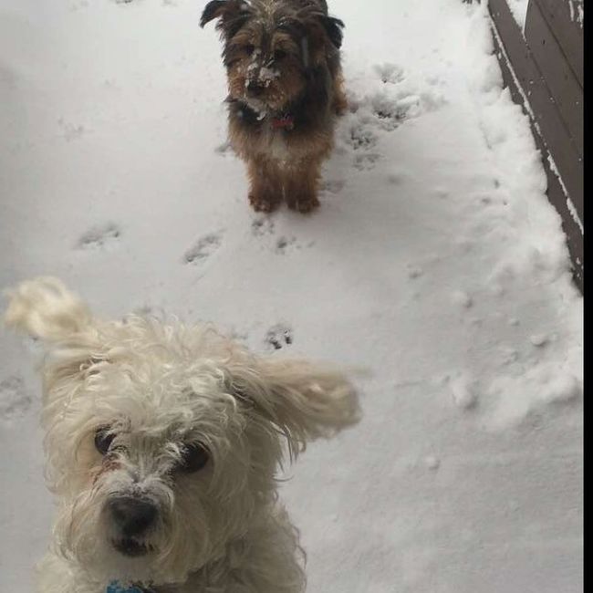 NWR: Puppybowl! And Fur Babies!