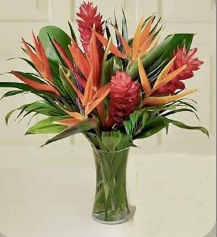 Birds of Paradise - 8