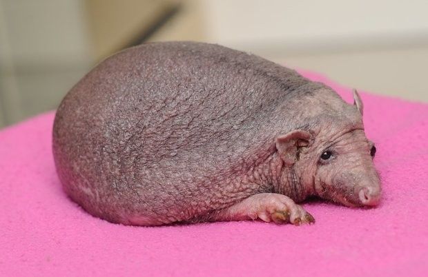 NSFW/NWR: Veggie Peen!!!!