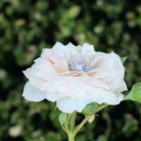 I want to see rings!!