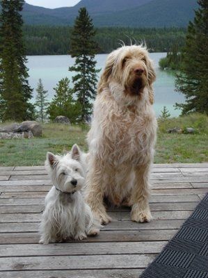 Furbabies!!! Lets show them off!