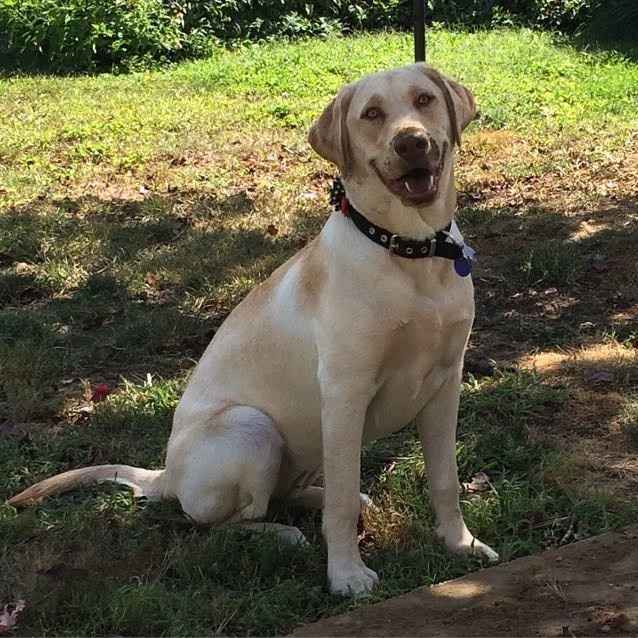 Nwr- show me your fur babies