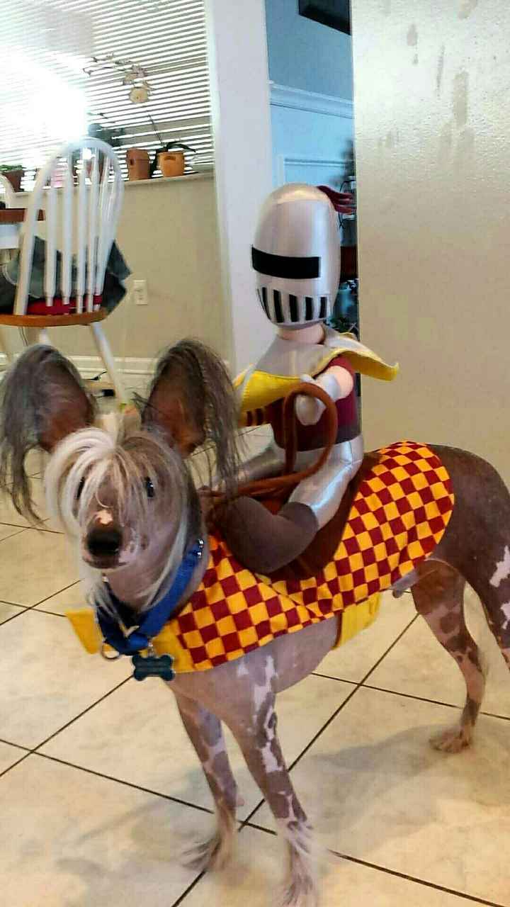 NWR: Do your pets celebrate Halloween?