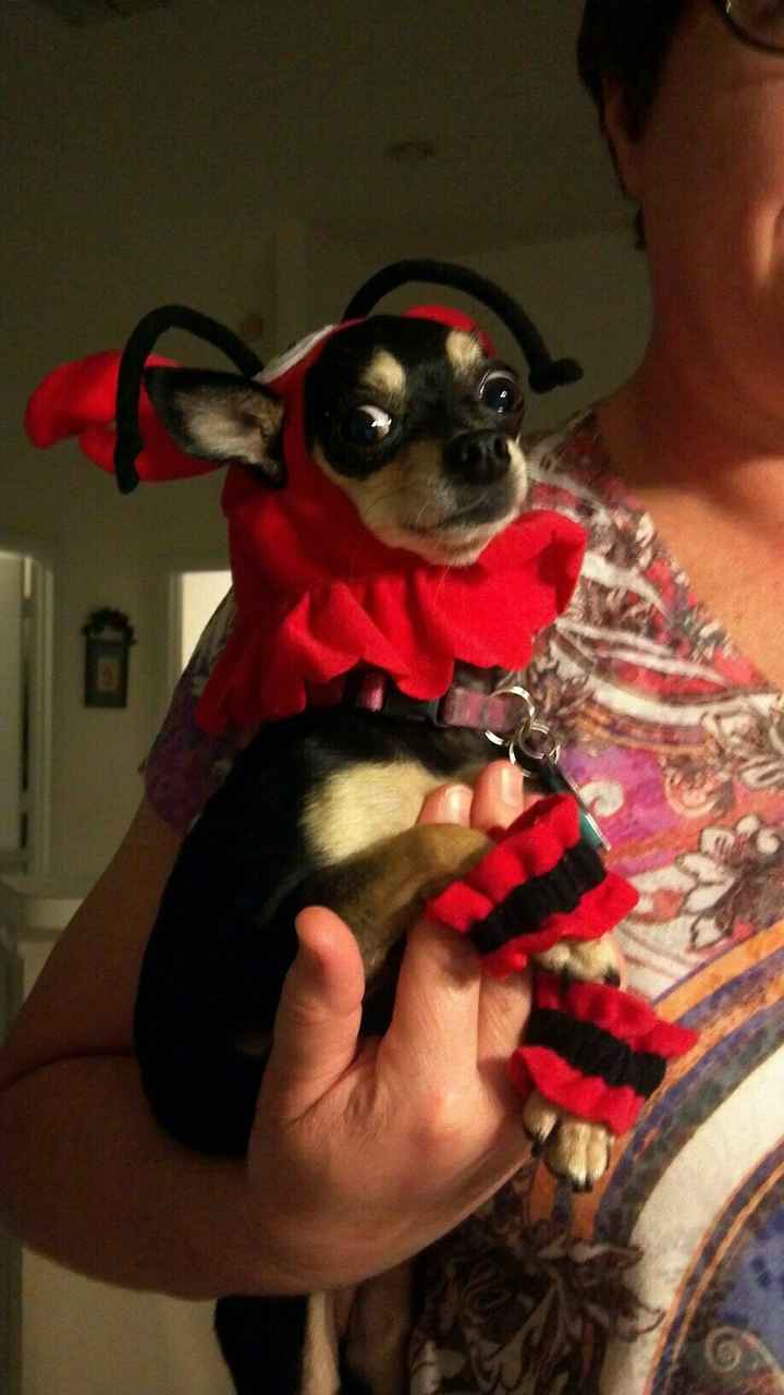 NWR: Do your pets celebrate Halloween?