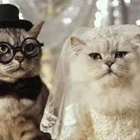 NWR:  cat meme time!