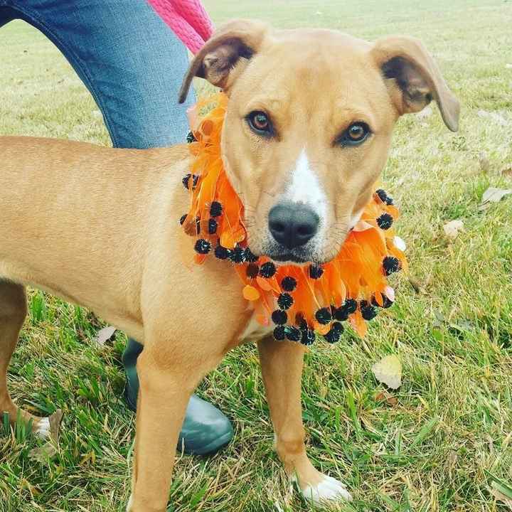 NWR: We're (Likely) Getting a Puppy!!!