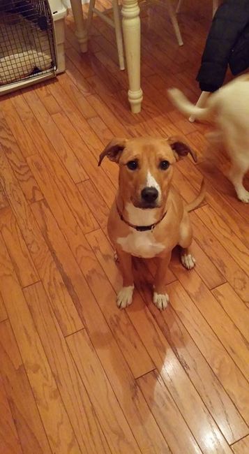 NWR: Puppy Adoption Bummer :(