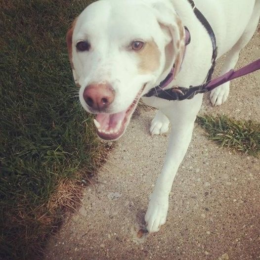 NWR: We're (Likely) Getting a Puppy!!!