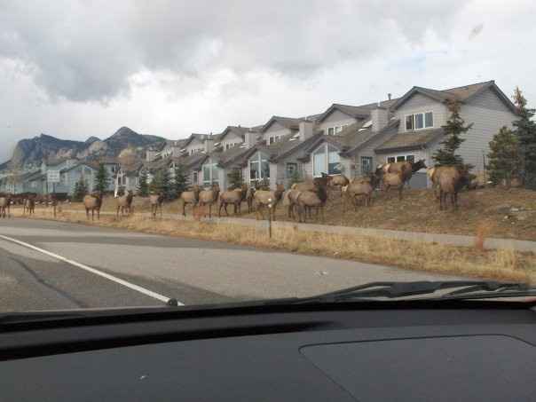 Elk herd walking right through town