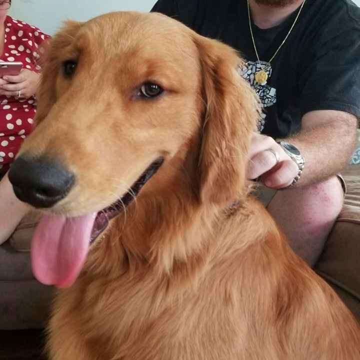 Show me those puppies!