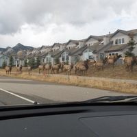 Elk herd walking right through town