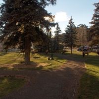 Elk in the Park in town