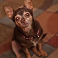 Let's see some FUR babies!