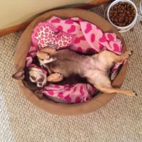 Let's see some FUR babies!