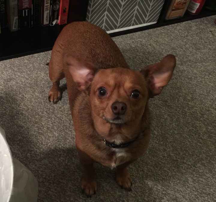 NWR: Shameless pet post!