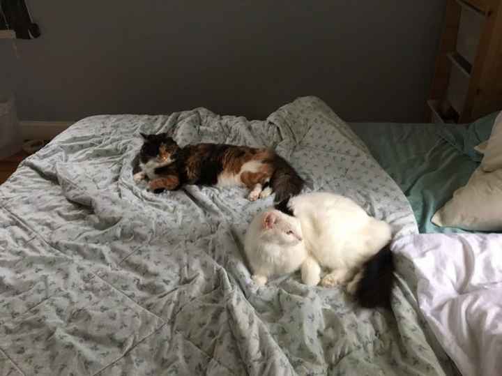 NWR: Tomorrow is National Cat Day!