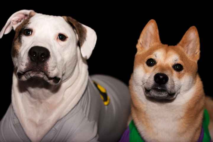 Let me see your furrybabies on the weekend....