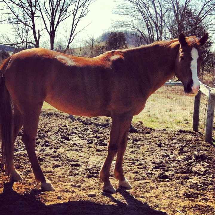 NWR: Any Horse Women?