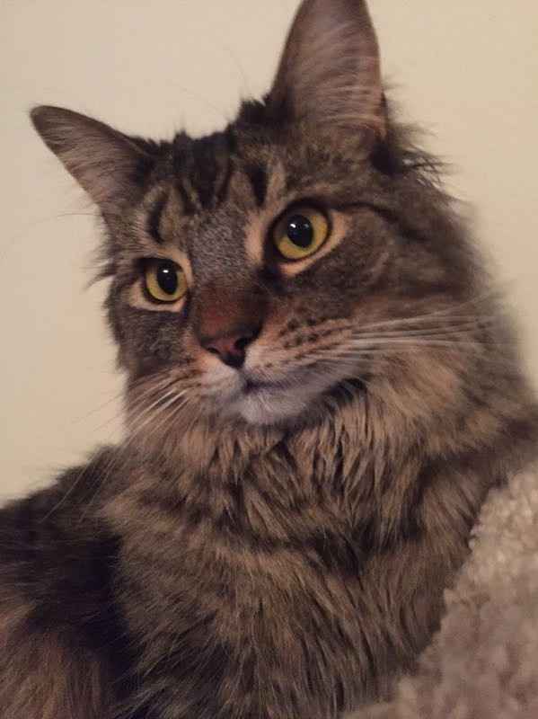 Which bridal shower dress??