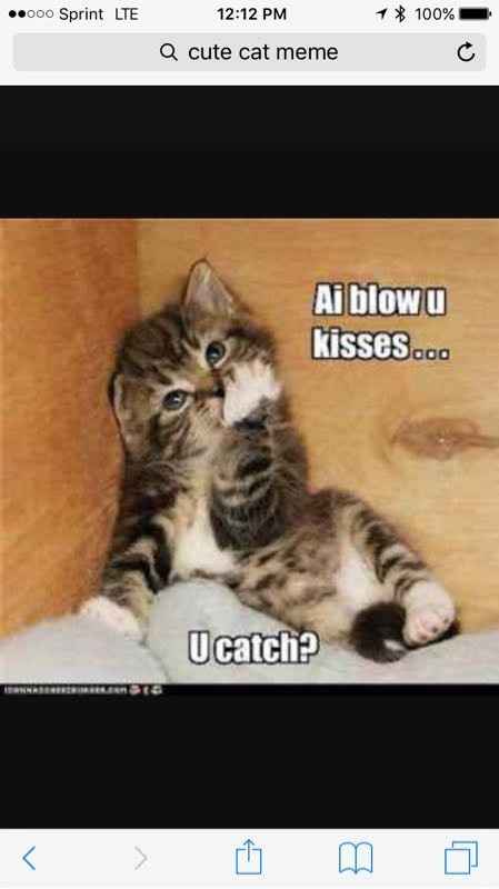 Is it too early for cute cat memes?