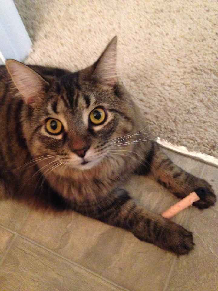 NWR: longest week ever. Need kitten pictures