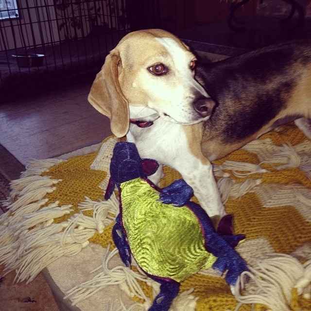 NWR: Fur baby thread!