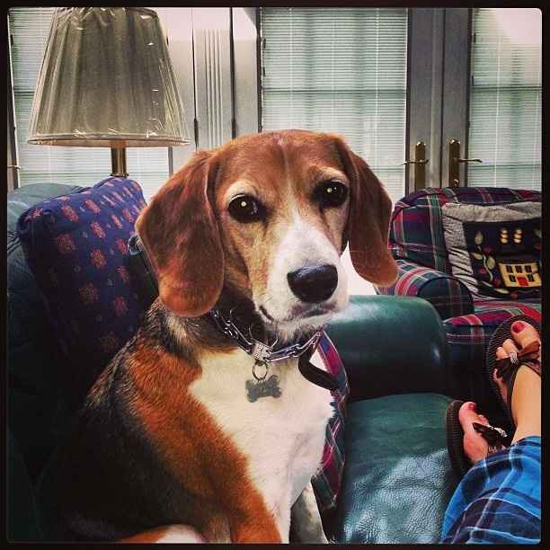 NWR: today is my Pups 2nd birthday!! Do you and your FH have a pet? Show pics!!!