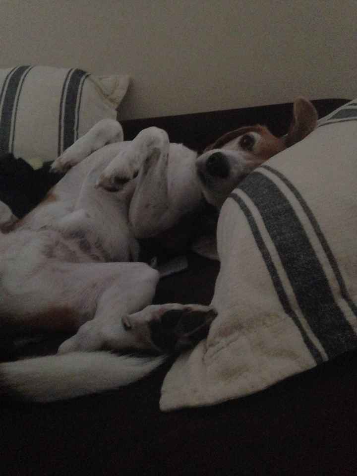 Fur-baby Tuesday!