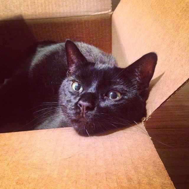 FUR BABIES!