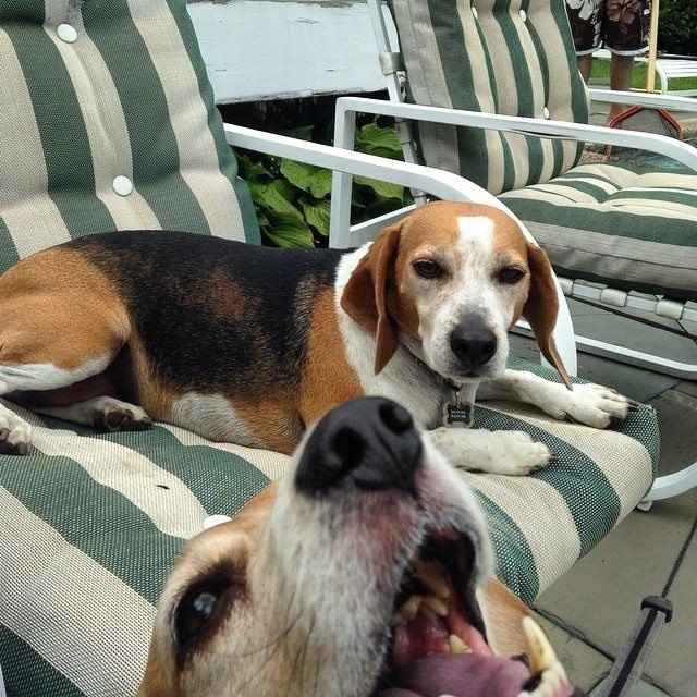 FUR BABIES!