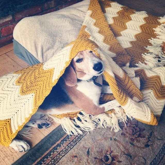 your fur babies baby pics- share'em if you got'em