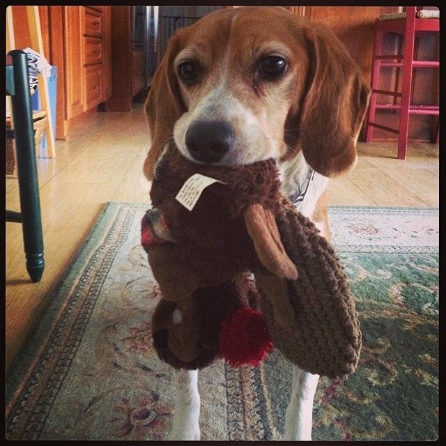 NWR: Fur baby thread!