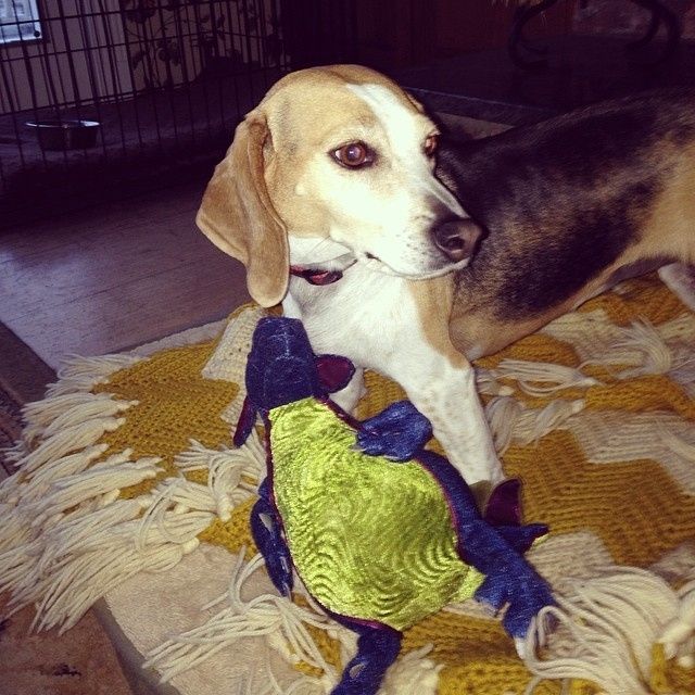 NWR: Fur baby thread!