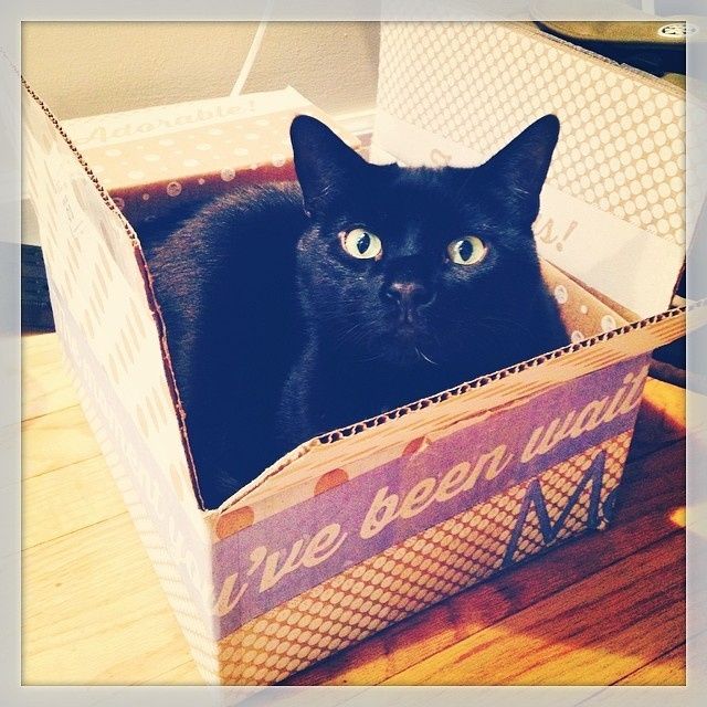 NWR: Fur baby thread!