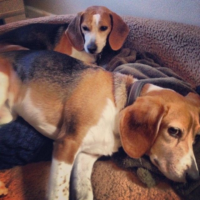 NWR- Furbaby Friday