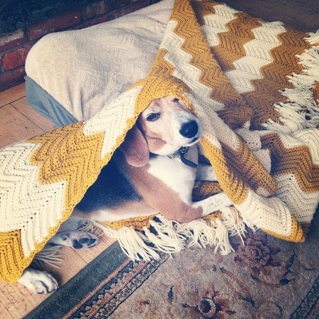 your fur babies baby pics- share'em if you got'em