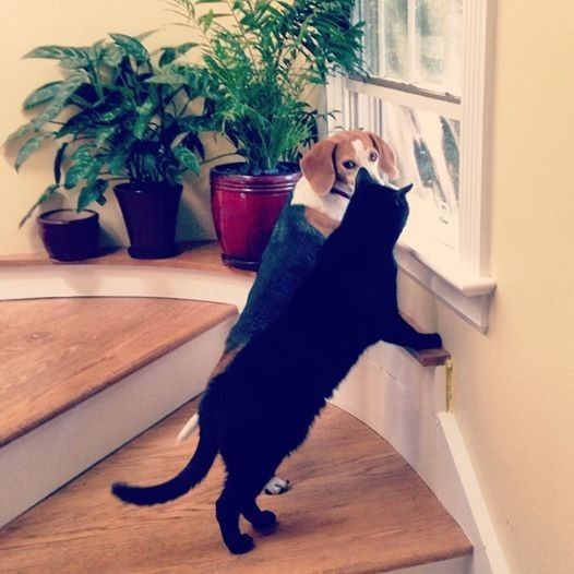 your fur babies baby pics- share'em if you got'em