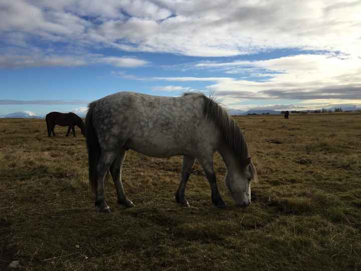Pics Iceland & UK - Wedding in 5 months!