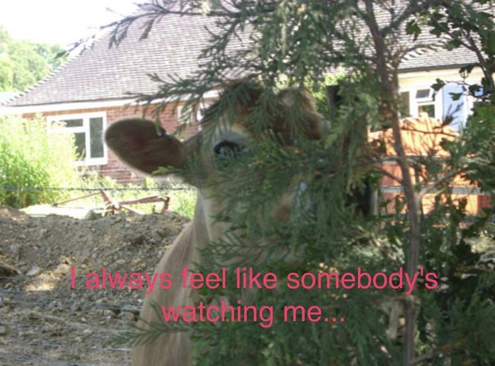 Hiding Personal Cows