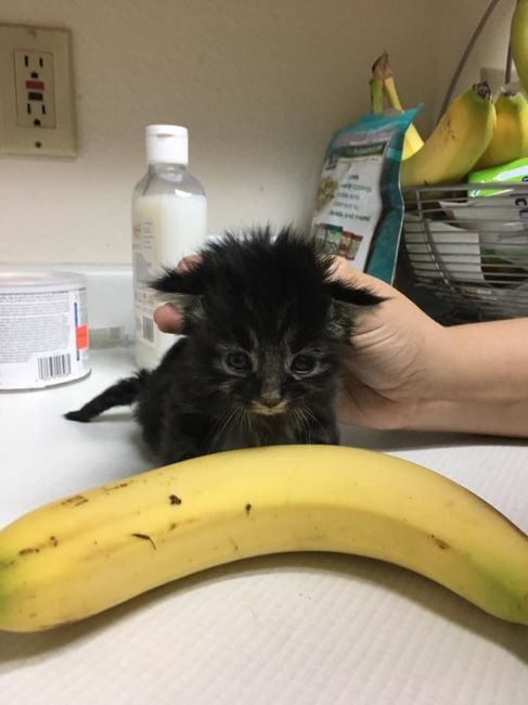 NWR: New Kitten!