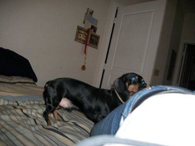 NWR: Lets see our pets!!
