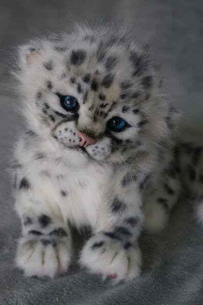 Cutest Thing You'll See All Day