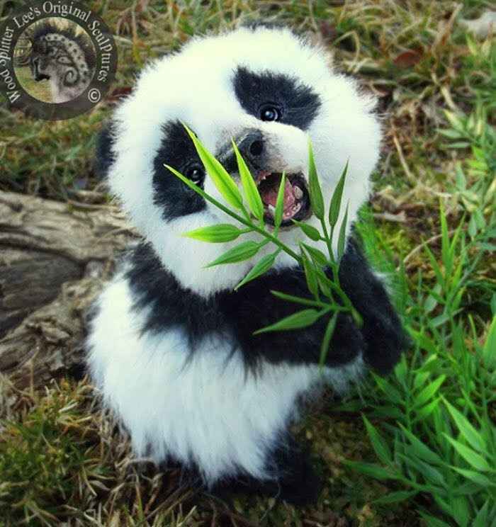 Cutest Thing You'll See All Day