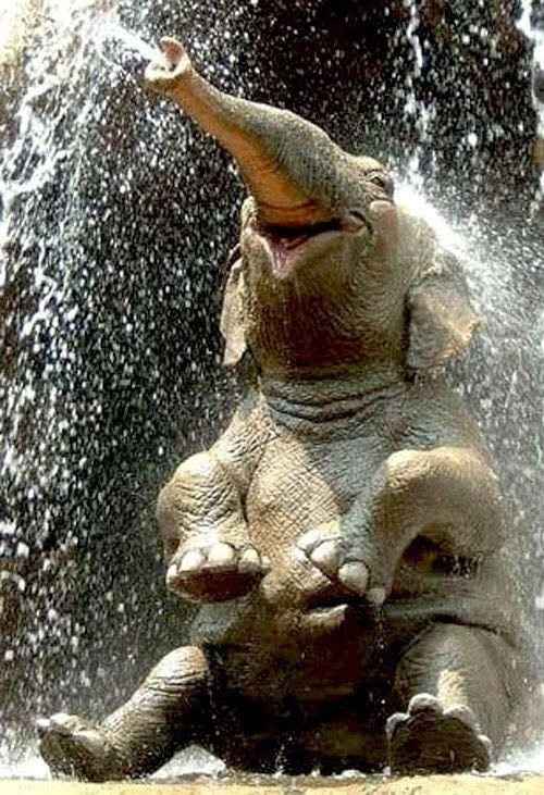 Cutest Thing You'll See All Day