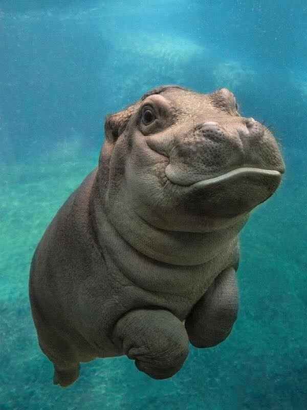 Cutest Thing You'll See All Day